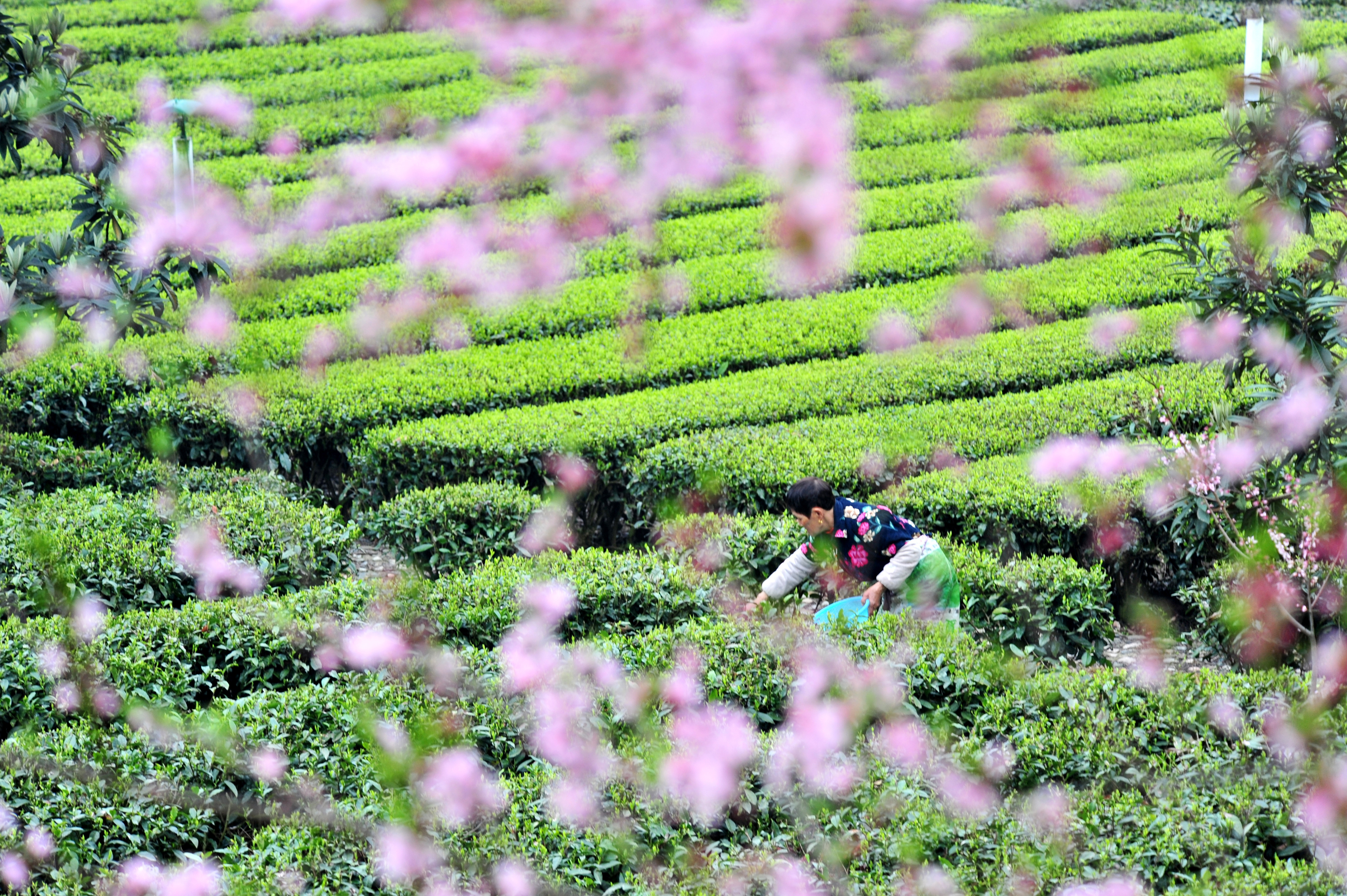 亿百体育：第十三届四川茶博会宣汉茶叶新品发布暨春茶品鉴会在成都举行