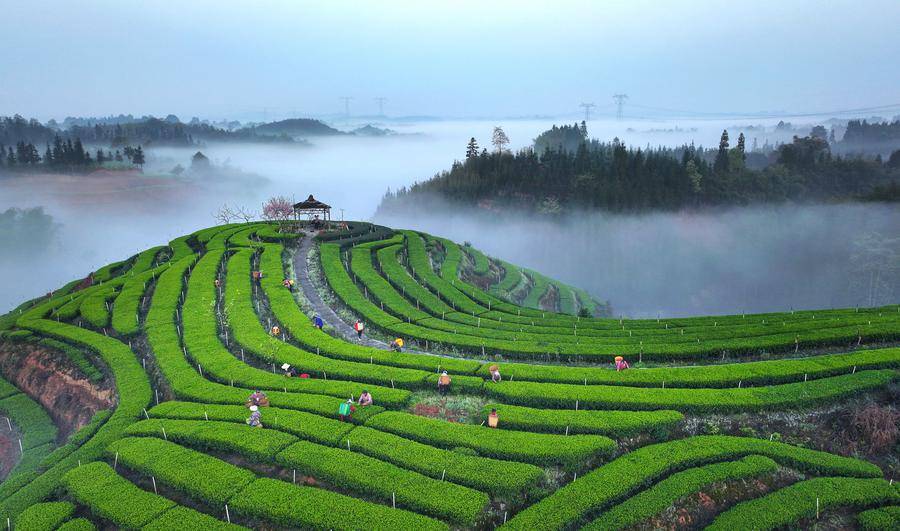 亿百体育：“新茶饮”亮相四川茶博会 折射茶产业发展新趋势(图2)