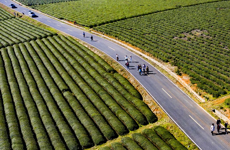 亿百体育：江西：茶叶变茶“业”富了村民美了生态(图2)