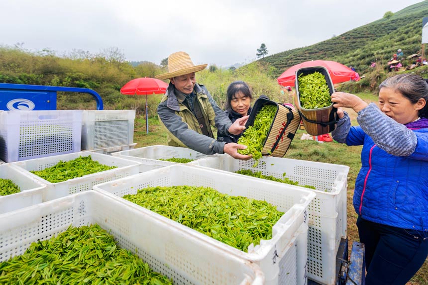 亿百体育：江西：茶叶变茶“业”富了村民美了生态(图4)