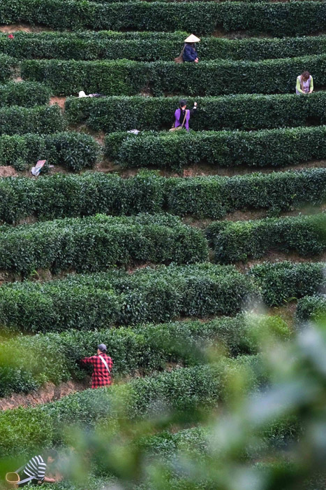 亿百体育：江西：茶叶变茶“业”富了村民美了生态(图3)