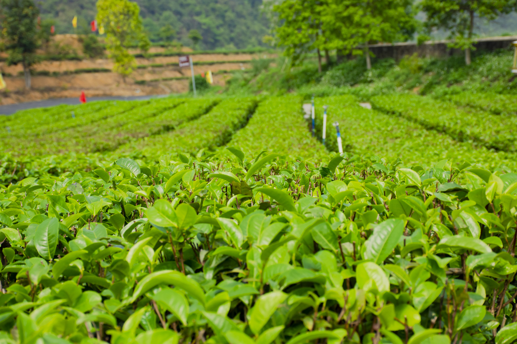 亿百体育：疯狂的茶叶一夜：“金融茶”暴雷背后的庞氏骗局