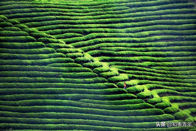 亿百体育官网中国十大名茶排行榜：西湖龙井实至名归四川仅蒙顶甘露一次入围(图6)