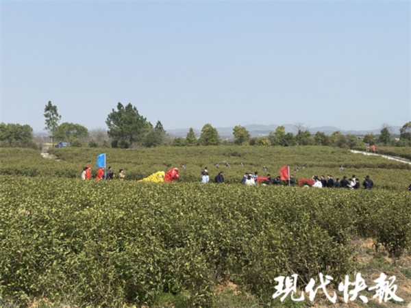 亿百体育app春回大地茶飘香！江苏多地春茶“抢鲜”开采(图2)