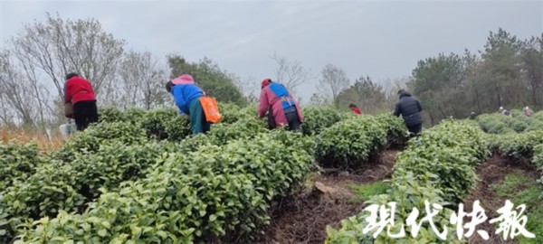 亿百体育app春回大地茶飘香！江苏多地春茶“抢鲜”开采(图11)