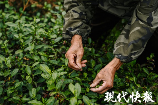 亿百体育app春回大地茶飘香！江苏多地春茶“抢鲜”开采(图8)