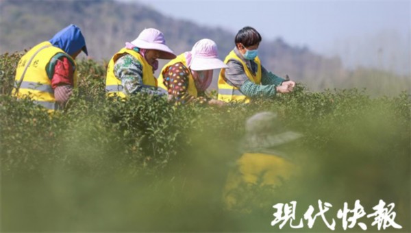 亿百体育app春回大地茶飘香！江苏多地春茶“抢鲜”开采(图13)