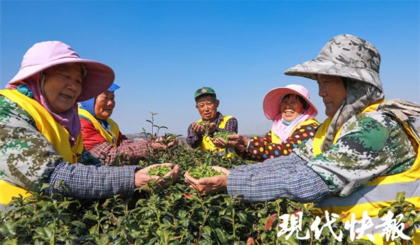 亿百体育app春回大地茶飘香！江苏多地春茶“抢鲜”开采(图15)