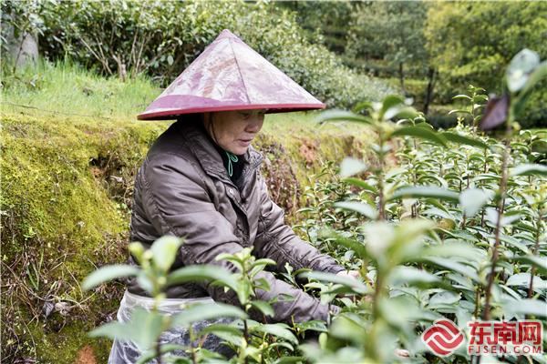 【组图】三明泰宁：明前茶飘香 茶农抢“鲜”忙(图2)