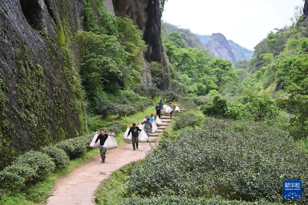 图片故事｜山间片片叶 万里茶飘香(图2)