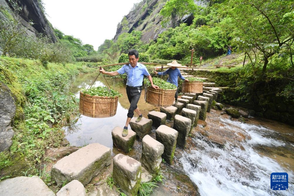 图片故事｜山间片片叶 万里茶飘香(图4)