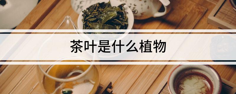 茶叶是什么植物(图1)