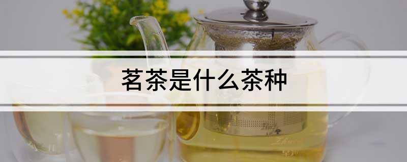 茗茶是什么茶种(图1)