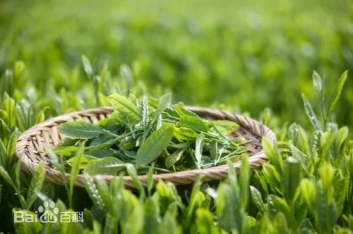 茶叶的分类(图1)