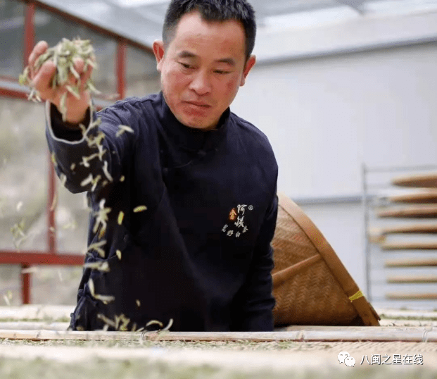 奋进新征程 畲森茗茶：顺利通过省级质量抽检打造高品质生态白茶(图3)