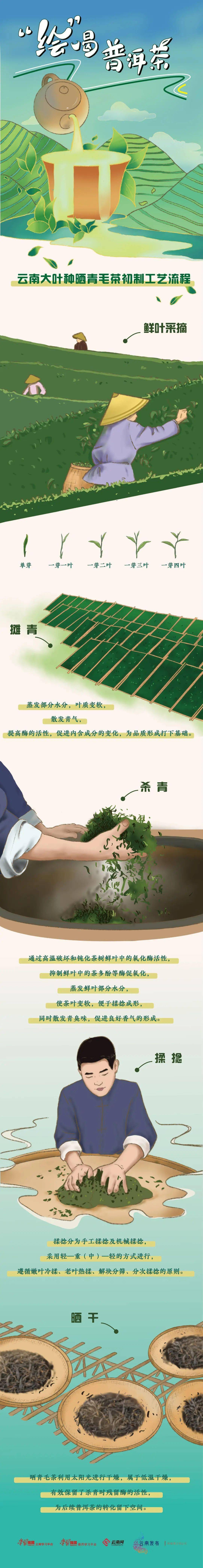 “绘”喝普洱茶②：云南大叶种晒青毛茶初制工艺流程(图1)