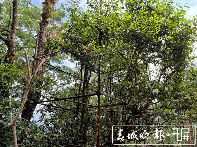 春茶系列报道6丨南糯山古树春茶产量高于去年“一品一码”可精准溯源(图4)