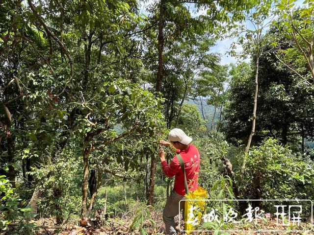 春茶系列报道6丨南糯山古树春茶产量高于去年“一品一码”可精准溯源(图1)