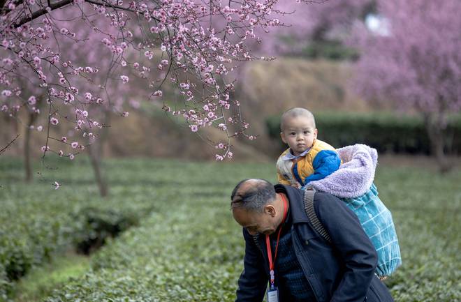 贵州凤冈：早茶开采（图）(图10)