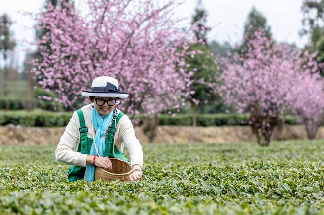 贵州凤冈：早茶开采（图）(图11)