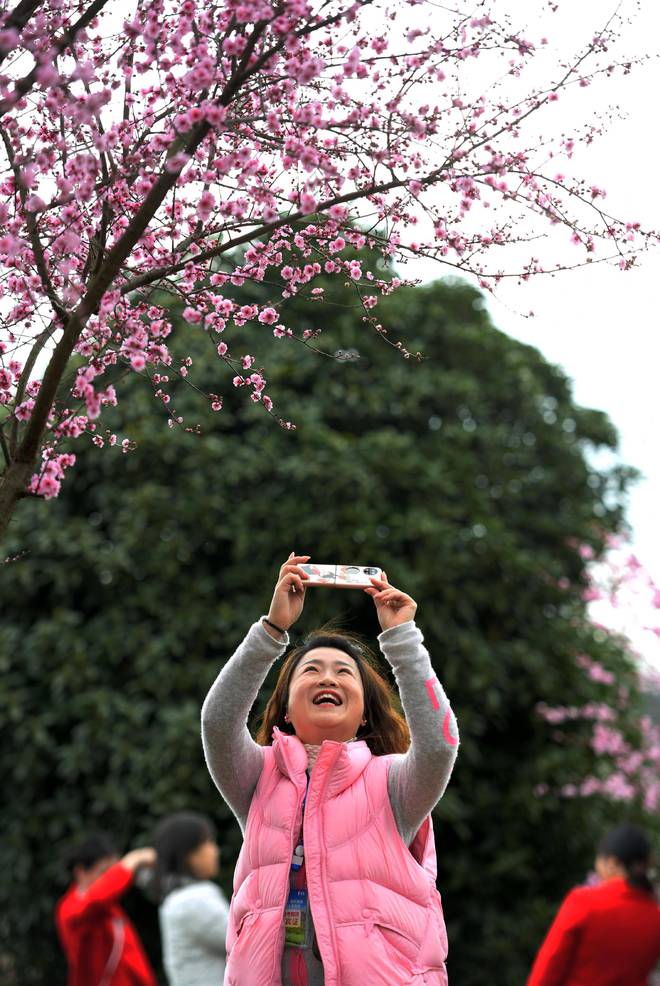 贵州凤冈：早茶开采（图）(图3)