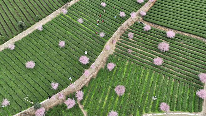 贵州凤冈：早茶开采（图）(图6)