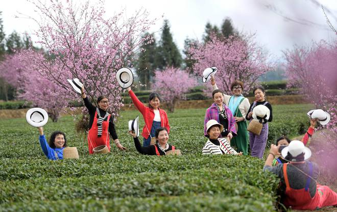 贵州凤冈：早茶开采（图）(图2)