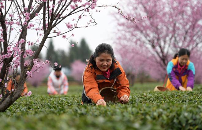 贵州凤冈：早茶开采（图）(图1)