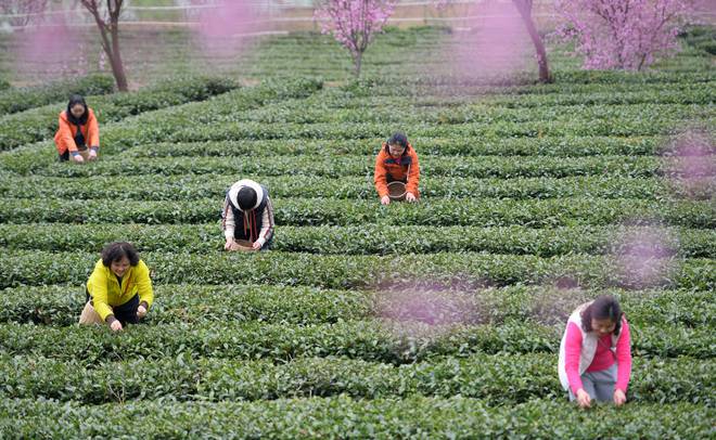 贵州凤冈：早茶开采（图）(图7)