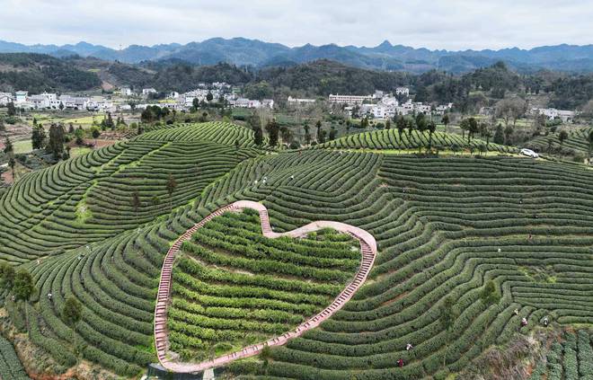 贵州凤冈：早茶开采（图）(图8)