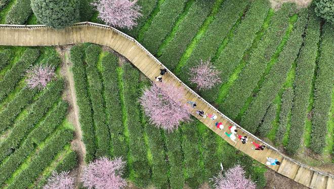 贵州凤冈：早茶开采（图）(图4)