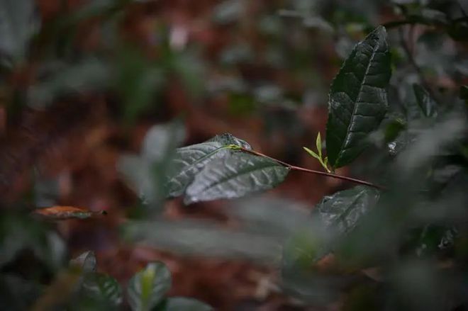 亿百体育下载“藏匿”在深山的上好春茶——蓝天茗茶王母观野茶(图6)