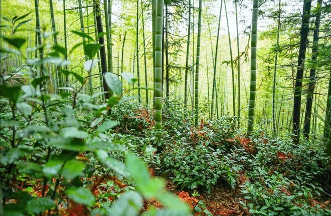 亿百体育下载“藏匿”在深山的上好春茶——蓝天茗茶王母观野茶(图1)