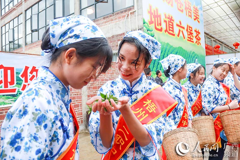 “中国名茶之乡”苍梧县举行六堡茶开茶节(图2)