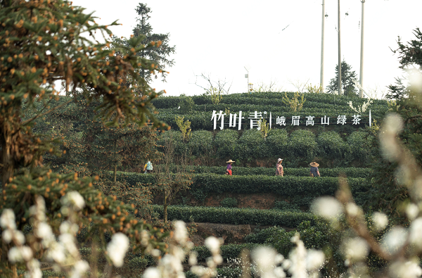 “走我们切喝茶嘛” 京东春茶节竹叶青销量翻番(图3)