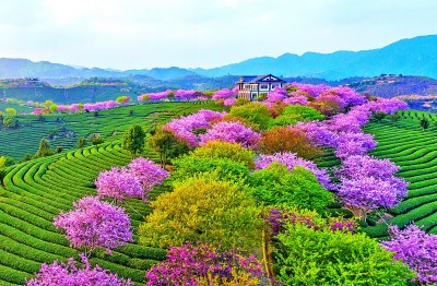 茶缘连山海 茗香飘两岸(图4)