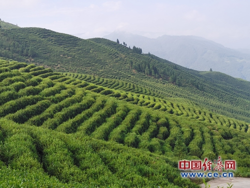 铁路援建茗茶标准化加工让“万亩茶园”焕发新活力(图1)