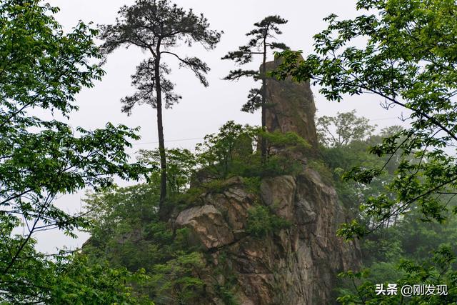 三省七县结合部的大别山新茶一百五一斤到了城市后只能买一两(图2)