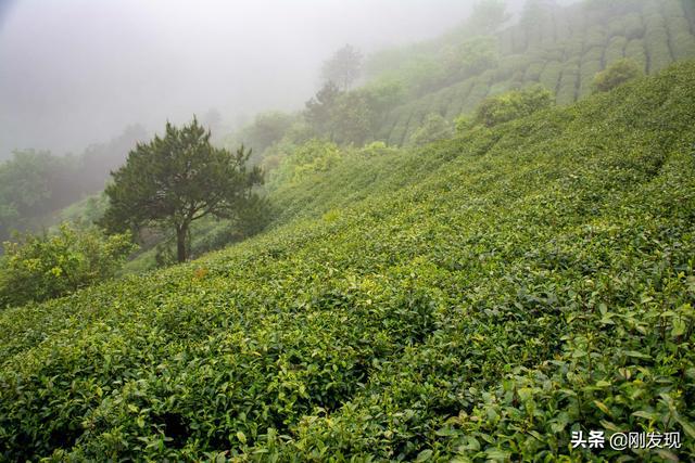 三省七县结合部的大别山新茶一百五一斤到了城市后只能买一两(图6)