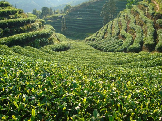 茶之道——茶香飘世界 共品一佳茗