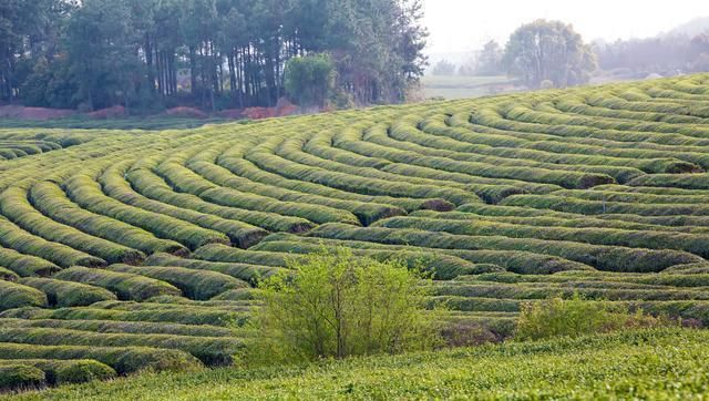 眉山市的绿茶园秋季景色：茶园秋色里的宁静与祥和亿百体育app(图1)