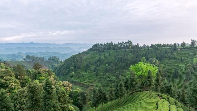 眉山市的绿茶园秋季景色：茶园秋色里的宁静与祥和亿百体育app(图2)