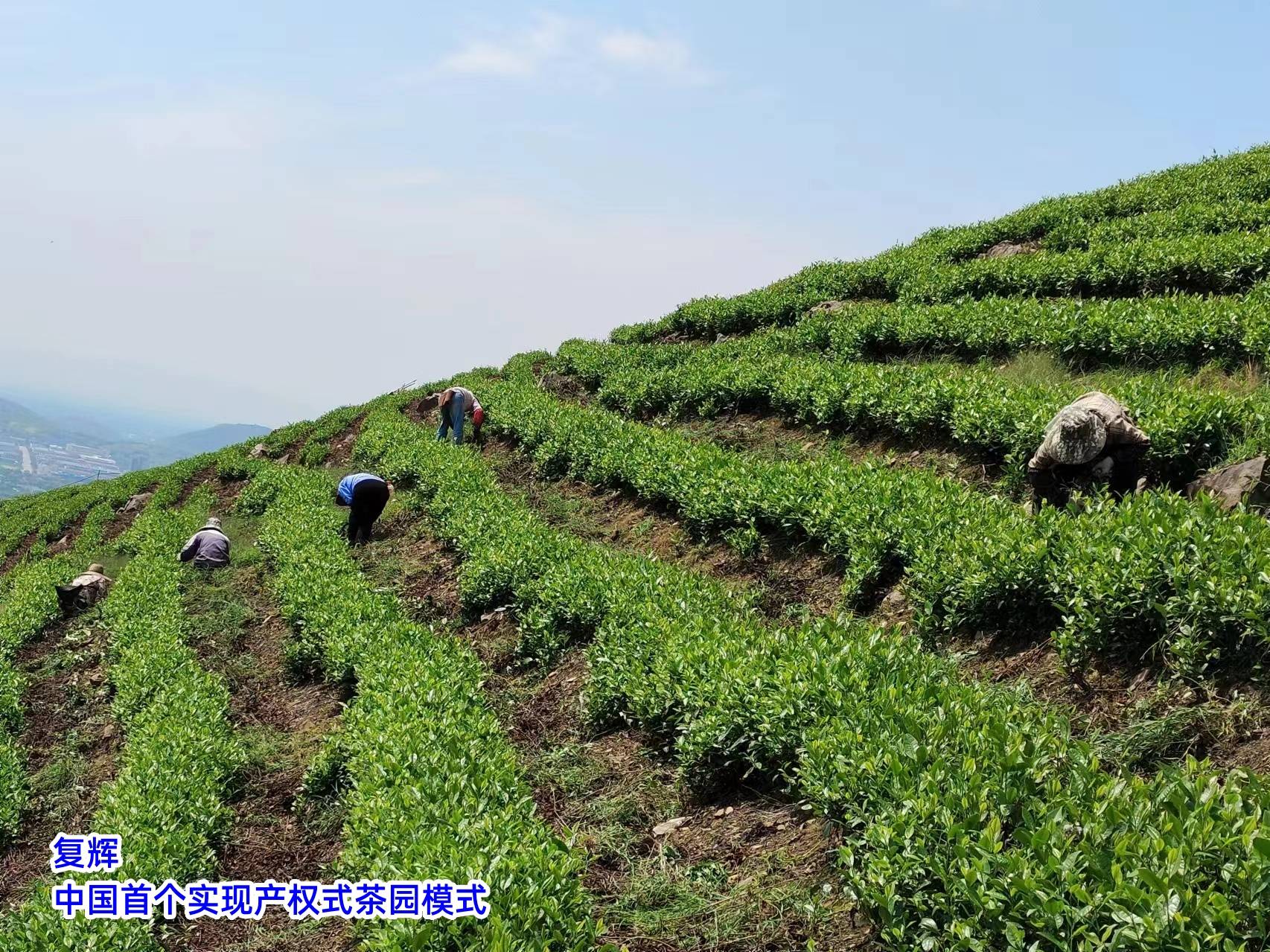 亿百体育网址复辉：茶文化的魅力与影响力（二）(图3)