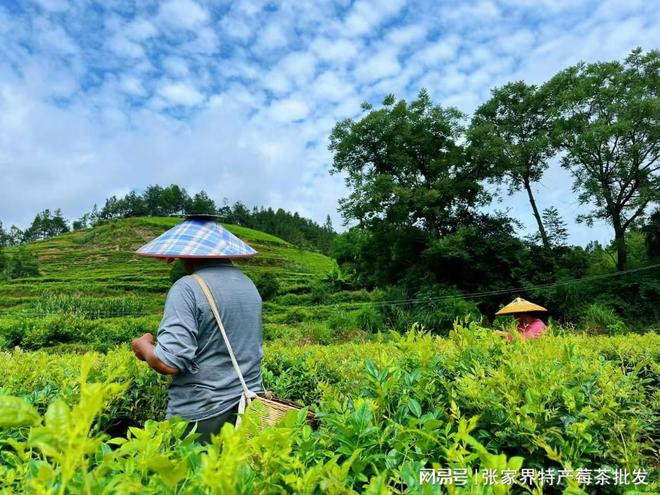 张家界芽尖莓茶价格多少钱一斤正宗张家界莓茶价格看完超级实惠亿百体育(图1)