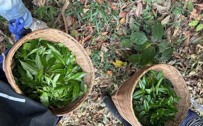 茶叶市场冰火两重天茶商和茶客都清醒亿百体育了：不再为虚高的茶价买单(图3)