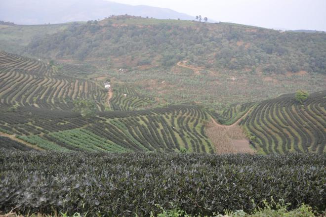 茶叶市场冰火两重天茶商和茶客都清醒亿百体育了：不再为虚高的茶价买单(图9)