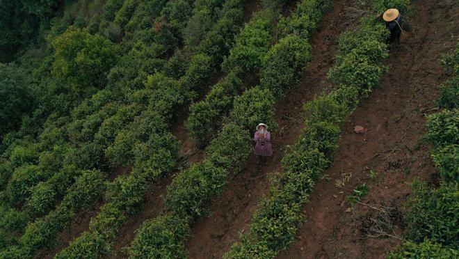 茶叶市场冰火两重天茶商和茶客都清醒亿百体育了：不再为虚高的茶价买单(图8)