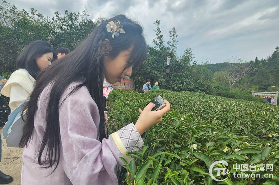 亿百体育网址一抹茶香飘两岸——武夷“一片叶”里的传承融合与情缘(图5)